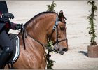 Pferd International 079